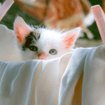 linge doux avec chaton