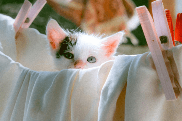 linge doux avec chaton